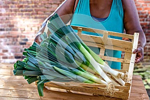 Closeup of woman hands holding a large Fresh Green and White Leeks on Display in Crate Local Farmers Markete wooden