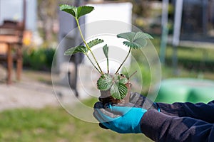 Closeup of woman hands planting yang flowering strawberry seedling in the garden