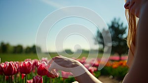 Closeup woman hands touching flower in blooming tulip field in sun reflection.