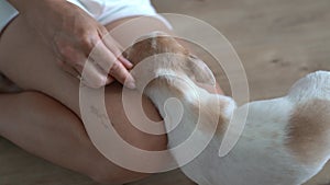 Closeup of woman legs with birthmark and doggy Chihuahua in living room at home. Lady owner petting a head chihuahua