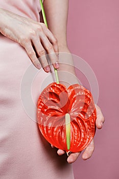 Closeup of woman in pastel pink dress holding bright red bloom peace lilly