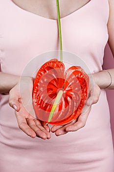 Closeup of woman in pastel pink dress holding bright red bloom peace lilly