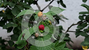 Closeup of woman picking raspberries from bush red sweet ripe berries growing on raspberry bush.