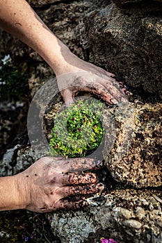 Closeup, woman planting a Saxifraga bryoides on a rock wall or stone raised bed