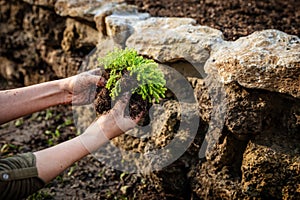 Closeup, woman planting a sedum stonecrop on a rock wall or stone raised bed