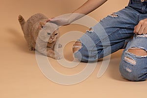 Closeup of woman in ripped jeans petting nice cat of peach color with hand on skin colored background. Person playing
