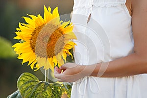 Closeup of woman`s hand holding beautiful big sunflower in the garden on a sunny summer day. Girl in white dress