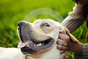 Closeup of a woman`s hand pet the happy dog on the green field on the sunset. Cheerful labrador retriever sits on the grass with
