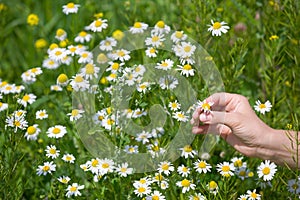 Closeup of woman`s hand picking up chamomile from a daisy meadow on a sunny summer day. Wild flowers in the park