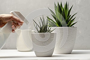 Closeup of woman's hand spraying water on succulent.