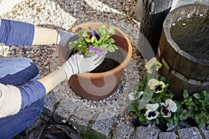 Closeup of a woman`s hands in gloves planting flowers violas in her sunny backyard in a plant pot with flowerpot earth kneeling