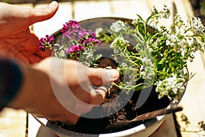 Closeup of woman's hands holding and adjusting two flowers just being transplanted into a pot. Gardener with purple and whote