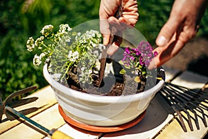 Closeup of woman's hands holding and adjusting two flowers just being transplanted into a pot. Gardener with purple and whote