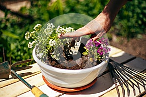 Closeup of woman's hands holding and adjusting two flowers just being transplanted into a pot. Gardener with purple and whote