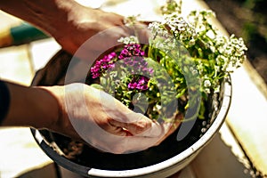 Closeup of woman's hands holding and adjusting two flowers just being transplanted into a pot. Gardener with purple and whote