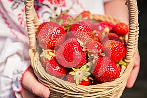 Closeup of woman`s hands holding basket with organic garden summer strawberry berries. Healthy lifestyle and healthy eating.Fruit