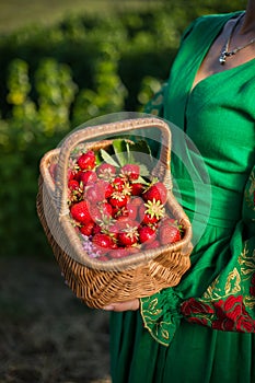 Closeup of woman`s hands holding basket with organic garden summer strawberry berries. Healthy lifestyle and healthy eating.Fruit