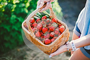 Closeup of woman`s hands holding basket with organic garden summer strawberry berries. Healthy lifestyle and healthy eating.Fruit