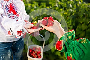 Closeup of woman`s hands holding basket with organic garden summer strawberry berries. Healthy lifestyle and healthy eating.Fruit