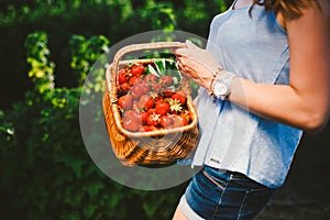 Closeup of woman`s hands holding basket with organic garden summer strawberry berries. Healthy lifestyle and healthy eating.Fruit