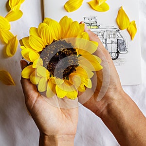 Closeup of woman`s hands holding decorative sunflower. Present, gift, celebration, blogging concept