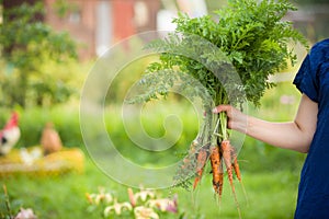 Closeup of woman`s hands holding fresh bunch of organic carrots. Gardening and healthy food concepts