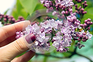 Closeup of woman`s hands holding Lilac flowers. Hand spa massage manicure skin care therapy. Blossoming purple and violet lilac