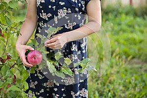 Closeup of woman`s hands picking fresh organic red apples from a tree and putting them into the basket on garden