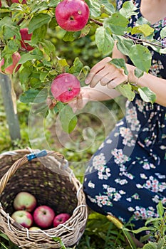 Closeup of woman`s hands picking fresh organic red apples from a tree and putting them into the basket on garden