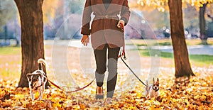 Closeup on woman walking with dogs outdoors in autumn