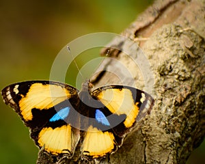 Closeup of  the wonderful butterfly 