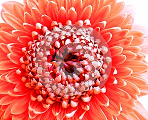 Closeup of a coral-pink colored Gerbera Pomponi Bonita flower photo