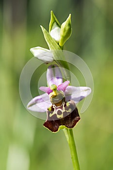 Closeup of a wonderful late spider-orchid - ophrys fuciflora - with a nice blurred background photo