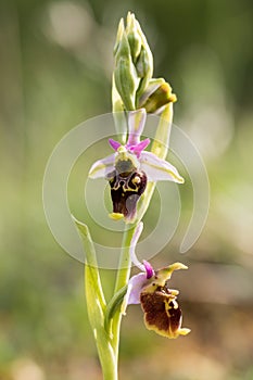 Closeup of a wonderful late spider-orchid - ophrys fuciflora - with a nice blurred background photo