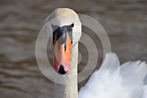 Closeup of a wonderful white swan swimming in a river in Kassel, Germany