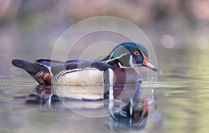 Closeup of a Wood duck male with water drop swimming on Ottawa river in Canada
