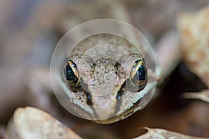 Closeup of a Wood Frog in Northern Wisconsin