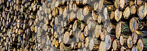 Closeup of a wood log pile, pattern of cut tree trunk, firewood and deforestation background