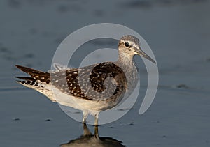 Closeup of a Wood Sandpiper at Asker marsh, Bahrain photo