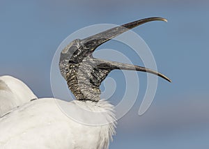 Closeup of a Wood Stork Calling - Florida