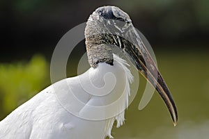 Closeup of a Wood Stork - Pinellas County, Florida