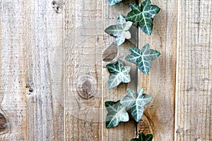 Wooden Fence With Poison-Ivy Leaves photo