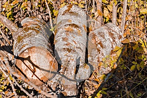 Closeup of Wooden Forest Brown Logs Against Scenic Fall in Polesye Natural Resort