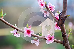 Closeup wooden house with hole in form of heart surrounded by pink flowering branches of spring peach trees