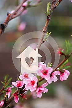 Closeup wooden house with hole in form of heart surrounded by pink flowering branches of spring peach trees