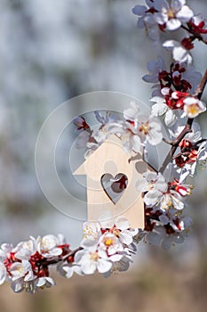 Closeup wooden house with hole in form of heart surrounded by white flowering branches of spring trees