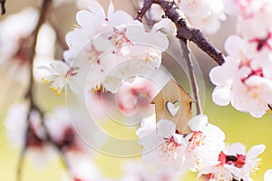 Closeup wooden house with hole in form of heart surrounded by white flowering branches of spring trees