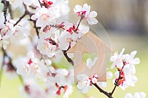 Closeup wooden house with hole in form of heart surrounded by white flowering branches of spring trees