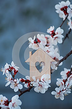 Closeup wooden house with hole in form of heart surrounded by white flowering branches of spring trees