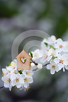 Closeup wooden house with hole in form of heart surrounded by white flowering branches of spring trees